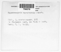 Image of Cryphonectria moriformis